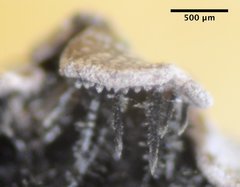 Physconia isidiigera