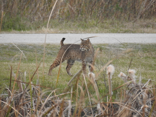 Bobcat photographed in South Carolina