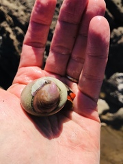 Crepidula norrisiarum