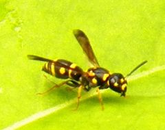 Parancistrocerus pedestris