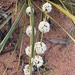 Lomandra leucocephala - Photo (c) cheryldw, algunos derechos reservados (CC BY-NC)