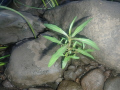 Media resource of Bidens hyperborea
