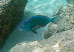 Agassiz's Parrotfish photo 5