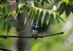 Alcedo coerulescens