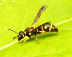Parancistrocerus pedestris
