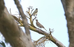 Sphecotheres vieilloti