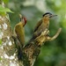 Laced Woodpecker - Photo (c) Lip Kee, some rights reserved (CC BY-SA)
