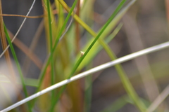 Eleocharis engelmannii