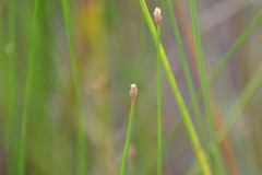 Eleocharis engelmannii