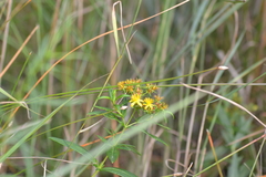 Hypericum adpressum