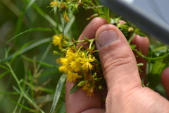 Hypericum adpressum