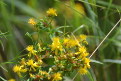 Hypericum adpressum