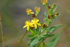 Hypericum adpressum