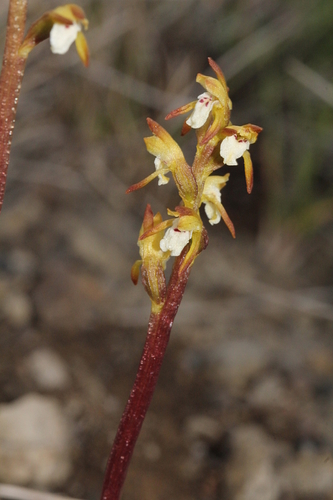 koralica lesná (Corallorhiza trifida)