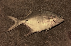 Trachinotus