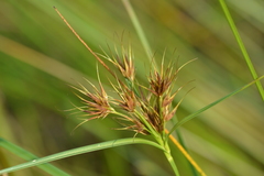 Rhynchospora macrostachya