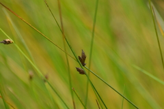 Schoenoplectus torreyi