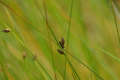 Schoenoplectus torreyi