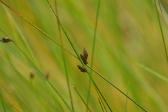 Schoenoplectus torreyi