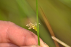 Schoenoplectus torreyi