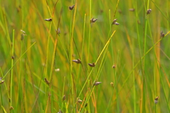 Schoenoplectus torreyi