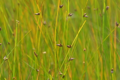 Schoenoplectus torreyi