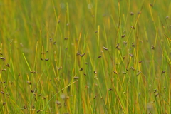 Schoenoplectus torreyi