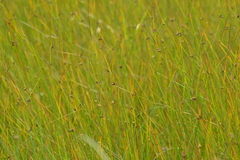 Schoenoplectus torreyi