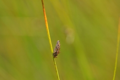 Schoenoplectus torreyi