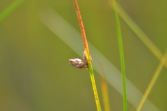 Schoenoplectus torreyi