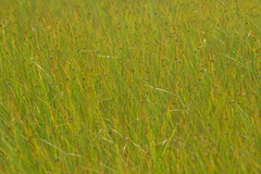 Schoenoplectus torreyi