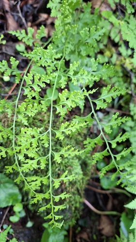 Image of Dennstaedtia wilfordii by (c) Violetta Dzizyurova, some rights reserved (CC BY)