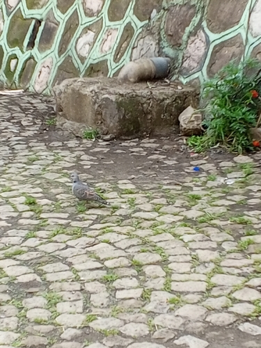 Dusky Turtle-Dove
