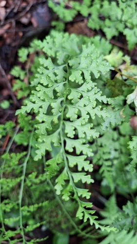 Image of Dennstaedtia wilfordii by (c) Violetta Dzizyurova, some rights reserved (CC BY)