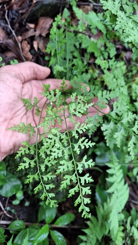 Image of Dennstaedtia wilfordii by (c) Violetta Dzizyurova, some rights reserved (CC BY)