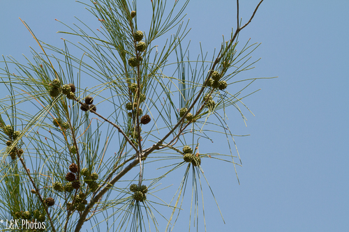 Casuarina image