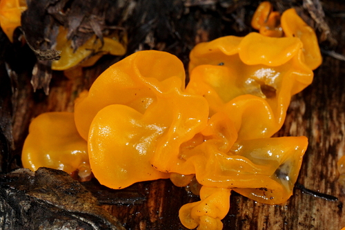 rôsolovka zlatožltá (Tremella mesenterica)