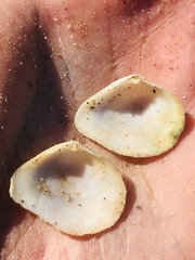 Cumingia californica