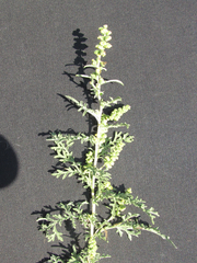 Ambrosia confertiflora