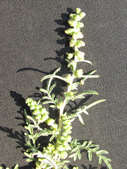 Ambrosia confertiflora