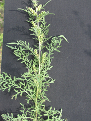 Ambrosia confertiflora