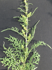 Ambrosia confertiflora