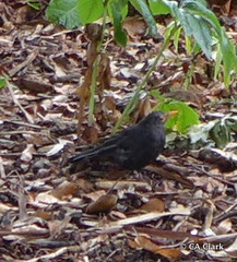 Turdus merula