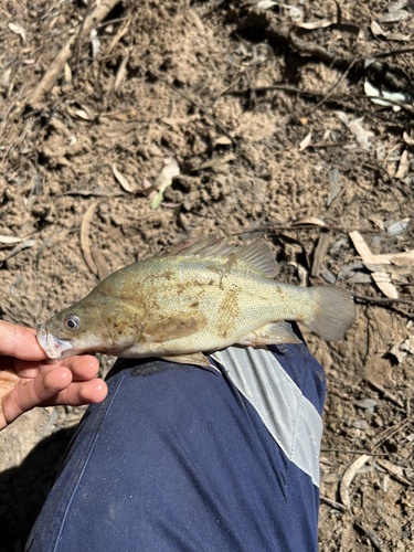 Golden Perch