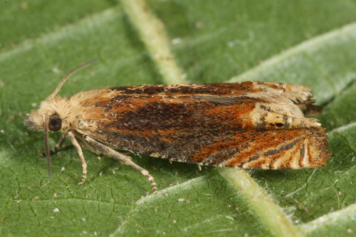 Eucosma balatonana