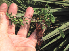 Senegalia wrightii