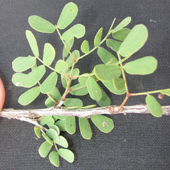 Senegalia wrightii