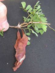 Senegalia wrightii