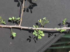 Senegalia wrightii