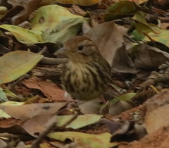 Pellorneum ruficeps